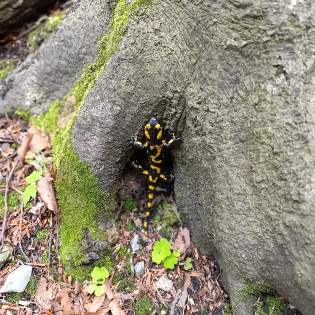 IMG_20250520_123109 (Copy)