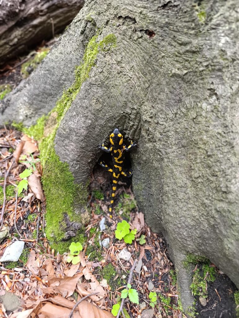 IMG_20250520_123109 (Copy)