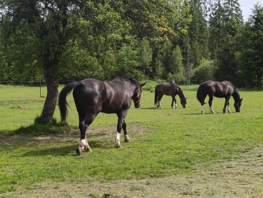 IMG_20250610_102319 (Copy)