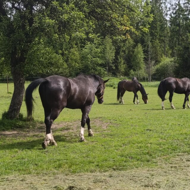 IMG_20250610_102319 (Copy)